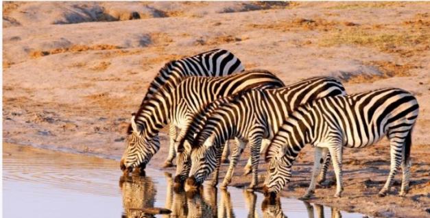 Hwange National Park 5